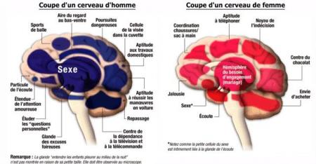 Le cerveau!!!...une énigme???...
