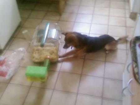 mon chien lucky...